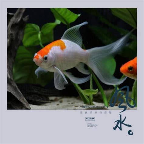 養蝦風水|魚缸千萬別這樣擺！養魚風水5大重點